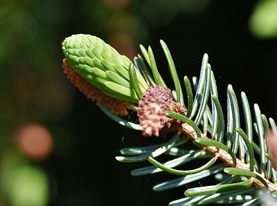 Gemmothérapie : améliorer sa santé <br> avec les bourgeons de plantes